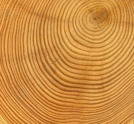 Slice of timber showing annual growth rings